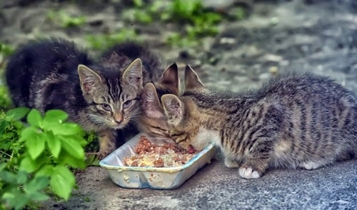 Feed Stray Cats
